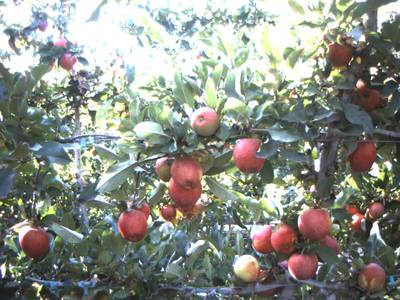 Sample image from Apple from Orchard Environment