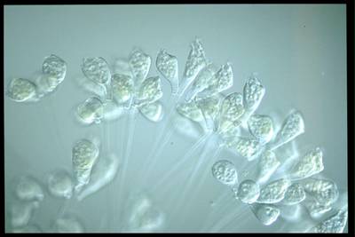 Sample image from EMDS-6