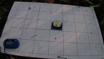 Sample image from Ant Detection