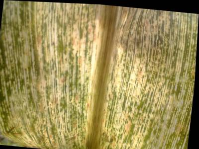 Sample image from KaraAgro AI Maize