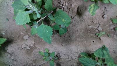 Sample image from Dataset of Annotated Food Crops and Weed Images
