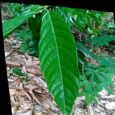 Sample image from KaraAgro AI Cocoa