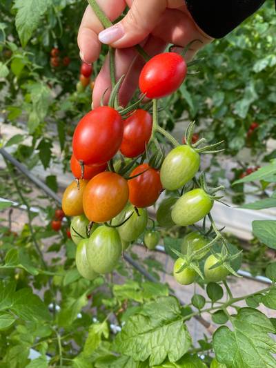 Sample image from LaboroTomato