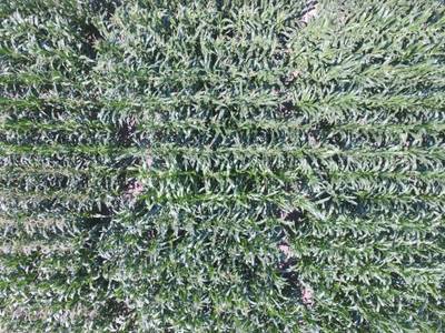 Sample image from Maize Tassel Detection
