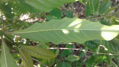 Sample image from RoCoLe