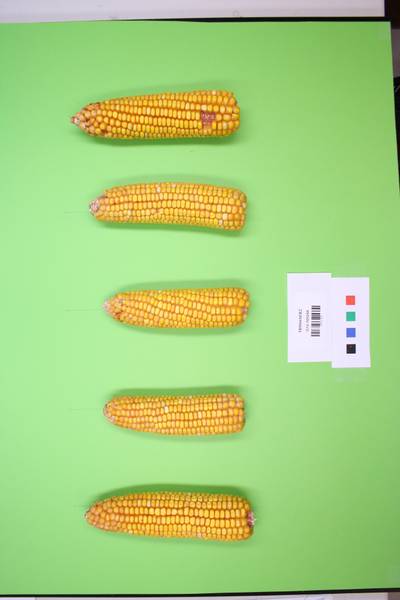 Sample image from Maize Cobs