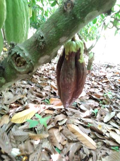 Sample image from Cocoa Diseases