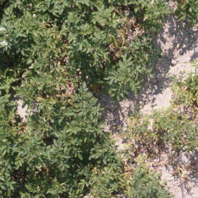 Sample image from Potato Plants Images