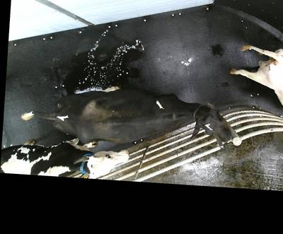 Sample image from OpenCow2020