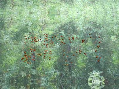 Sample image from Simulated-Orchards