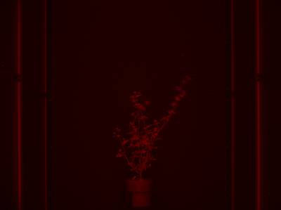 Sample image from CosegPP