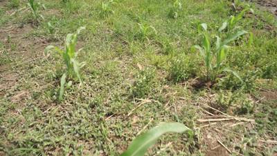 Sample image from Maize-Weed Image