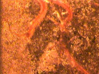 Sample image from PRMI