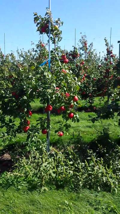 Sample image from MinneApple