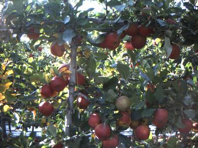 Sample image from Apple from Orchard Environment