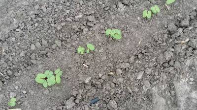 Sample image from DeepSeedling