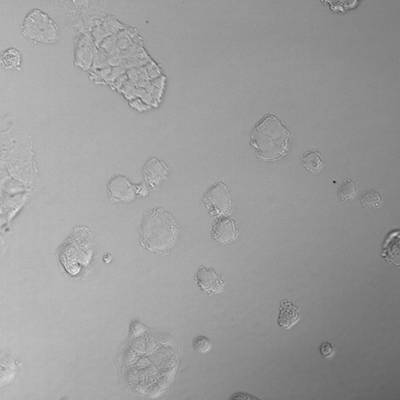 Sample image from Recognizance'22 Round 2