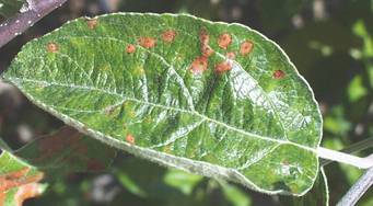 Sample image from PlantDoc