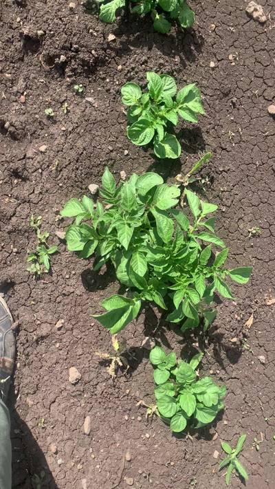 Sample image from Supervisely Potatoes