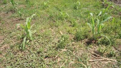 Sample image from Maize-Weed Image
