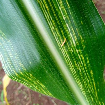 Sample image from Makerere University Maize