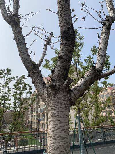 Sample image from Urban Street: Branch