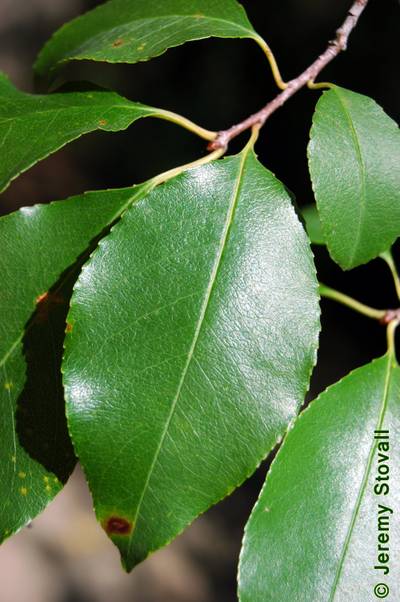 Sample image from PlantDoc