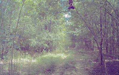 Sample image from CaT
