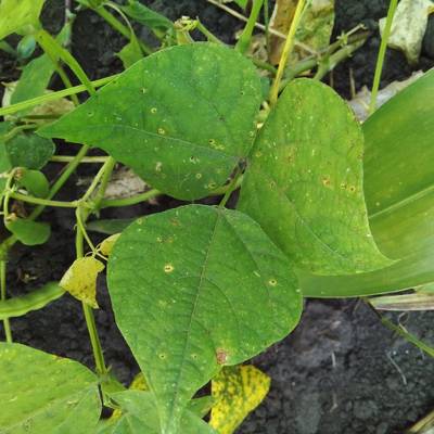 Sample image from Makerere University Beans