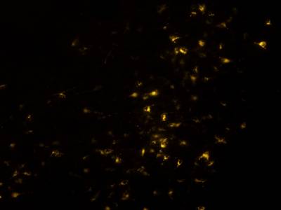 Sample image from Fluorescent Neuronal Cells