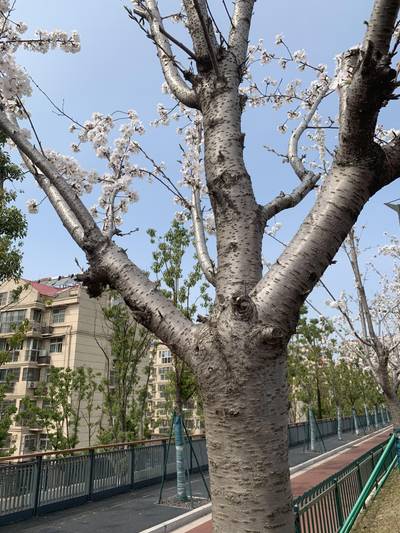 Sample image from Urban Street: Branch