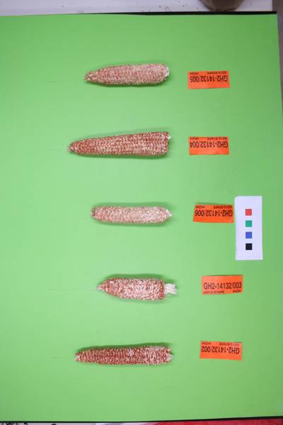 Sample image from Maize Cobs