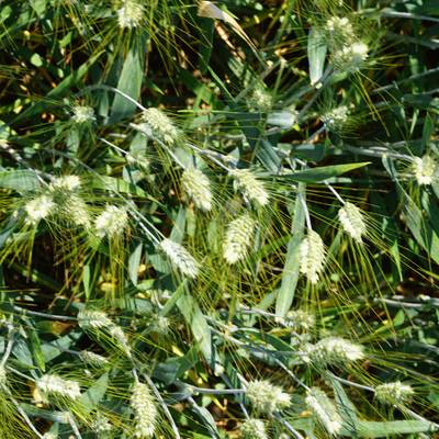 Sample image from Synthetic GWHD