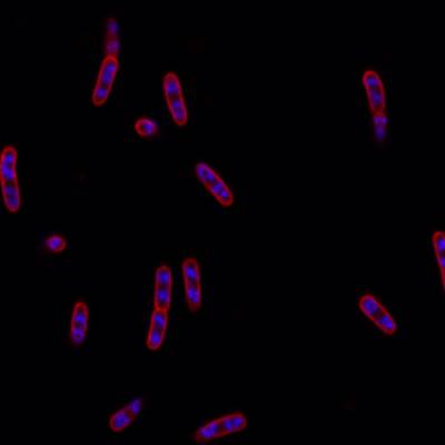 Sample image from DeepBacs E. Coli