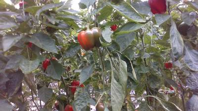 Sample image from Sweet Pepper