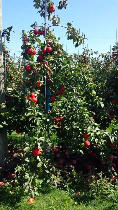 Sample image from MinneApple