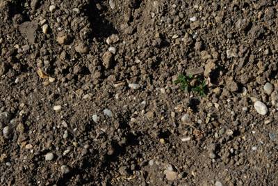 Sample image from Perrenial Plants Detection