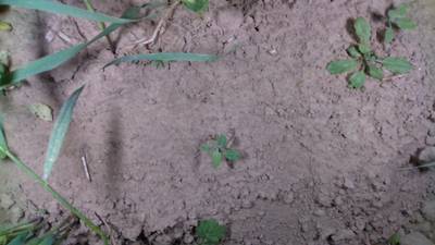 Sample image from Dataset of Annotated Food Crops and Weed Images