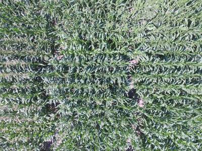 Sample image from Maize Tassel Detection