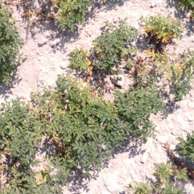 Sample image from Multispectral Potato Plants Images