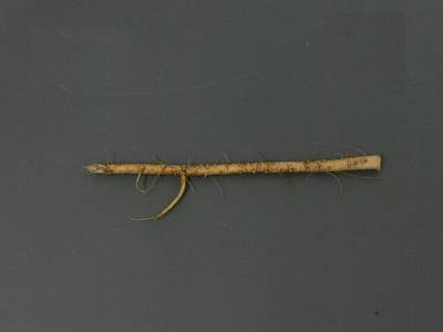 Sample image from Alfalfa Roots