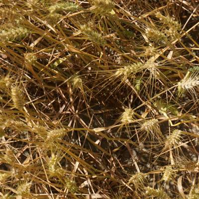 Sample image from Synthetic GWHD