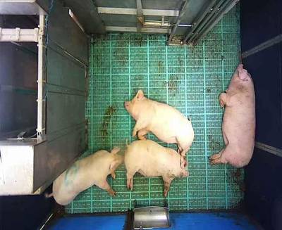 Sample image from Automatic Monitoring of Pigs