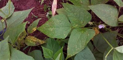 Sample image from Makerere University Beans