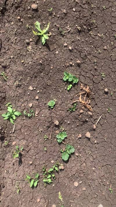 Sample image from Supervisely Potatoes