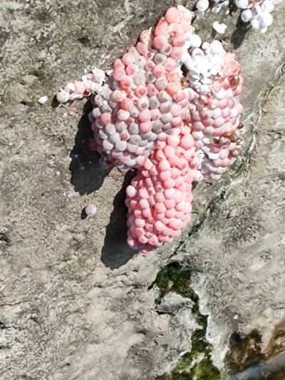 Sample image from Pink-Eggs Dataset V1