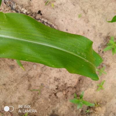 Sample image from KaraAgro AI Maize