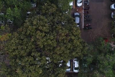 Sample image from Tree Species Detection