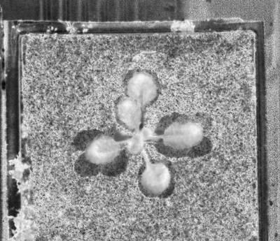 Sample image from Photometric Stereo Leafs