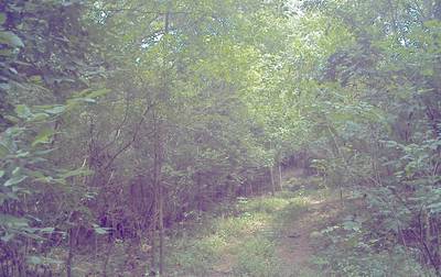 Sample image from CaT